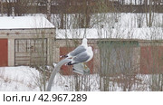 The common gull or sea mew Larus canus is a medium-sized gull that breeds in the Palearctic. Two adult gulls in the spring during mating season. Birds sit on a street lamp. Snow in the winter city. Стоковое видео, видеограф Юлия Петровская / Фотобанк Лори
