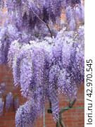 Blooming violet Wisteria Sinensis. Стоковое фото, фотограф Марина Володько / Фотобанк Лори