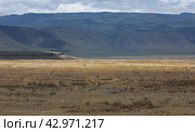 Саванна Серенгети (2019 год). Редакционное фото, фотограф Лара Лаби / Фотобанк Лори