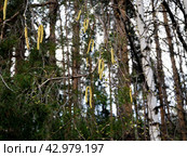 Blooming birch tree in a coniferous forest. Birch catkins in the foreground. Spring forest background with blooming birch. Стоковое фото, фотограф Бузмакова Светлана / Фотобанк Лори