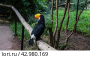 A cute big Toucan Ramphastos toco is sitting on a perch in a tropical park. Black and white plumage, blue eyes, huge orange beak. View from the back and side. Brazil. Bird Park. Foz do Iguazu. Стоковое фото, фотограф Вера Ивановна Кубарева / Фотобанк Лори