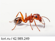 Red ant formica. Generate Ai. Стоковое AI-изображение, AI-художник Иван Рябоконь / Фотобанк Лори