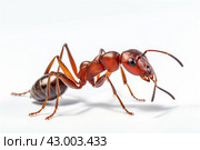 Aggressive Red ant formica. Generate Ai. Стоковое AI-изображение, AI-художник Иван Рябоконь / Фотобанк Лори