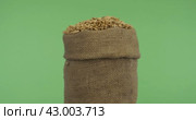 Вращение  полного мешка ячменного зерна. Крупный план. Зеленый экран. Rotating a full bag of barley grain. Close-up. Стоковое видео, видеограф Александр Собко / Фотобанк Лори