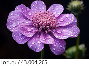 Intricate Purple scabious flower. Generate ai. Стоковое AI-изображение, AI-художник Иван Рябоконь / Фотобанк Лори