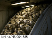Clamorous Sheep crammed subway. Generate ai. Стоковое AI-изображение, AI-художник Иван Рябоконь / Фотобанк Лори