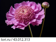 Efflorescent Purple scabious flower. Generate ai. Стоковое AI-изображение, AI-художник Иван Рябоконь / Фотобанк Лори