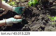 Girl in gloves digs potatoes out of the ground with her hands and cleans them of dirt. Collection of vegetable tubers. Autumn gathering. Стоковое видео, видеограф Дмитрий Кобзев / Фотобанк Лори