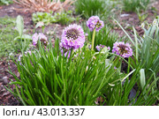 Allium nutans, Siberian chives or blue chives, is a species of onion native to European Russia, Kazakhstan, Mongolia, Tibet, Xinjiang. It grows in wet meadows and other damp locations. Pink flowers. Стоковое фото, фотограф Юлия Петровская / Фотобанк Лори