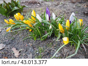 Crocus, crocuses or croci is a genus of seasonal flowering plants in the family Iridaceae iris family comprising about 100 species of perennials growing from corms. Yellow, orange or purple flowers. Стоковое фото, фотограф Юлия Петровская / Фотобанк Лори
