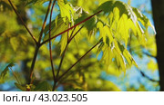 The young spring greens of a maple tree against the background of a blue sky are A sunny spring day. Стоковое видео, видеограф Ярославский Максим / Фотобанк Лори