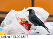 Ворона копается в не сортированном выброшенном мусоре в поисках еды. птица как источник заболеваний и вирусов. Стоковое фото, фотограф Антон Вахрушев / Фотобанк Лори