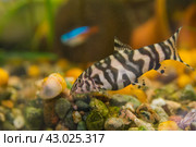Freshwater fish belonging to the Botiidae char family. Стоковое фото, фотограф Evgenii Predibailo / Фотобанк Лори