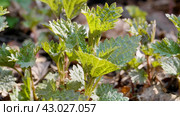 Южный Урал, побеги крапивы двудомной (Urtica dioica) ранней весной в лесу. Southern Urals, shoots of common nettle (Urtica dioica) in early spring in the forest. Стоковое фото, фотограф Евгений Романов / Фотобанк Лори