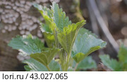 Южный Урал, побеги крапивы двудомной (Urtica dioica) ранней весной в лесу. Southern Urals, shoots of common nettle (Urtica dioica) in early spring in the forest. Стоковое видео, видеограф Евгений Романов / Фотобанк Лори
