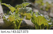 Южный Урал, побеги крапивы двудомной (Urtica dioica) ранней весной в лесу. Southern Urals, shoots of common nettle (Urtica dioica) in early spring in the forest. Стоковое видео, видеограф Евгений Романов / Фотобанк Лори