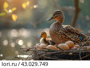 Duck sitting in a nest and hatching eggs and a gosling under it. wildlife life and environment concept. Стоковое AI-изображение, AI-художник Ирина Михайличенко / Фотобанк Лори