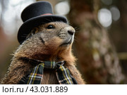 Elegantly-clad Anthropomorphic marmot wearing aristocratic furry coat. Generate ai. Стоковое AI-изображение, AI-художник Иван Рябоконь / Фотобанк Лори