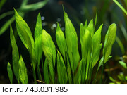 Ribbon-like Aquatic plant vallisneria. Generate AI. Стоковое AI-изображение, AI-художник Иван Рябоконь / Фотобанк Лори