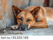 Desolate Abused dirty dog sitting outside. Generate ai. Стоковое AI-изображение, AI-художник Иван Рябоконь / Фотобанк Лори