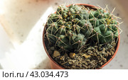 The cactus Gymnocalycium grows in a flower pot. Стоковое фото, фотограф Любовь Назарова / Фотобанк Лори