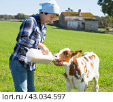 Woman feeds two week old calf from bottle with dummy at lawn. Стоковое фото, фотограф Татьяна Яцевич / Фотобанк Лори