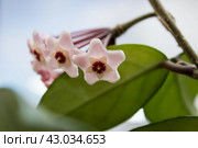 Hoya Flowers. Стоковое фото, фотограф Любовь Назарова / Фотобанк Лори