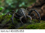 Enthralling Arthropod antient image. Generate Ai. Стоковое AI-изображение, AI-художник Иван Рябоконь / Фотобанк Лори