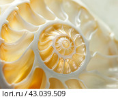 Close-up View of Nautilus Shell Section. Стоковое AI-изображение, AI-художник Кирилл Черезов / Фотобанк Лори