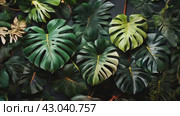 Monstera leaves, Background of Monstera leaves. Стоковое AI-видео, аниматор Терехова Марина / Фотобанк Лори
