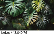 Monstera leaves, Background of Monstera leaves. Стоковое AI-видео, аниматор Терехова Марина / Фотобанк Лори