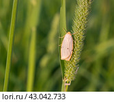 Moth on Phleum. Стоковое фото, фотограф Любовь Назарова / Фотобанк Лори