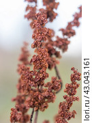 Seeds Rumex confertus. Стоковое фото, фотограф Любовь Назарова / Фотобанк Лори