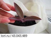 Tradescantia, genus of herbaceous perennial wildflowers in the family Commelinaceae. Inchplant, wandering jew, spiderwort, dayflower and trad. A woman's hand touches the leaves of a transplanted plant. Стоковое фото, фотограф Юлия Петровская / Фотобанк Лори
