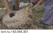 A man is cutting the wool off of a sheep. Стоковое видео, видеограф Константин Шишкин / Фотобанк Лори