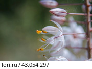 Eremurus is a perennial rhizomatous plant with a lush rosette of basal leaves covered with a bluish coating. Стоковое фото, фотограф Evgenii Predibailo / Фотобанк Лори