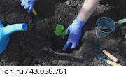 A farmer in his garden plants an aster flower in the ground, works in blue gloves. Стоковое видео, видеограф Сергей Чайко / Фотобанк Лори