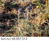Южный Урал, цветущий мордовник обыкновенный (Echinops ritro) в горах. Southern Urals, blooming southern globethistle (Echinops ritro) in the mountains. Стоковое фото, фотограф Евгений Романов / Фотобанк Лори