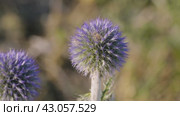 Южный Урал, цветущий мордовник обыкновенный (Echinops ritro) в горах. Southern Urals, blooming southern globethistle (Echinops ritro) in the mountains. Стоковое видео, видеограф Евгений Романов / Фотобанк Лори