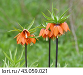 Fritillaria Imperialis rubra Maxima - bulbous flower blooming in early spring. Стоковое фото, фотограф Володина Ольга / Фотобанк Лори
