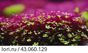 Close-up of growing colorful, healthy and nutritious microgreens. Стоковое AI-видео, аниматор Александр Довянский / Фотобанк Лори