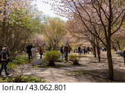 Люди любуются цветущей сакурой (2024 год). Редакционное фото, фотограф Андрей Иванов / Фотобанк Лори