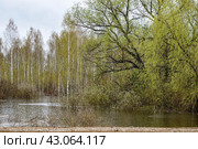 Весенний разлив Тобола сопровождаемый моросящим дождем. Село Новолыбаево. Тюменская область. 2024 год. Стоковое фото, фотограф Александр Тараканов / Фотобанк Лори