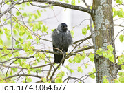 A jackdaw with ruffled feathers sits on a tree branch. Стоковое фото, фотограф Володина Ольга / Фотобанк Лори
