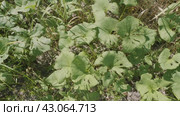 Южный Урал, белокопытник гладкий (Petasites radiatus) на берегу реки. Southern Urals, Petasites radiatus on the river bank. Стоковое видео, видеограф Евгений Романов / Фотобанк Лори