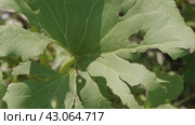 Южный Урал, белокопытник гладкий (Petasites radiatus) на берегу реки. Southern Urals, Petasites radiatus on the river bank. Стоковое видео, видеограф Евгений Романов / Фотобанк Лори