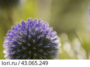 Echinops sphaerocephalus is a type species of plants of the genus Echinops of the Asteraceae family. Стоковое фото, фотограф Evgenii Predibailo / Фотобанк Лори