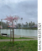 Сакура. Стоковое фото, фотограф Ковалевская Ольга / Фотобанк Лори
