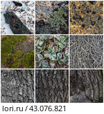 Set of natural textures. Nature objects close-up: trunks and bark of trees, foliage of plants, surface of stones, grass, moss and lichen, hoarfrost and snow. Backgrounds collection for design. Стоковое фото, фотограф Андрей Степанов / Фотобанк Лори