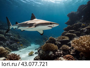 Blacktip ocean shark swimming in tropical underwaters. Sharks in underwater world. Observation of animal world. Scuba diving adventure in South Africa coast of RSA. Стоковое AI-изображение, AI-художник Aleksandr Golubev / Фотобанк Лори